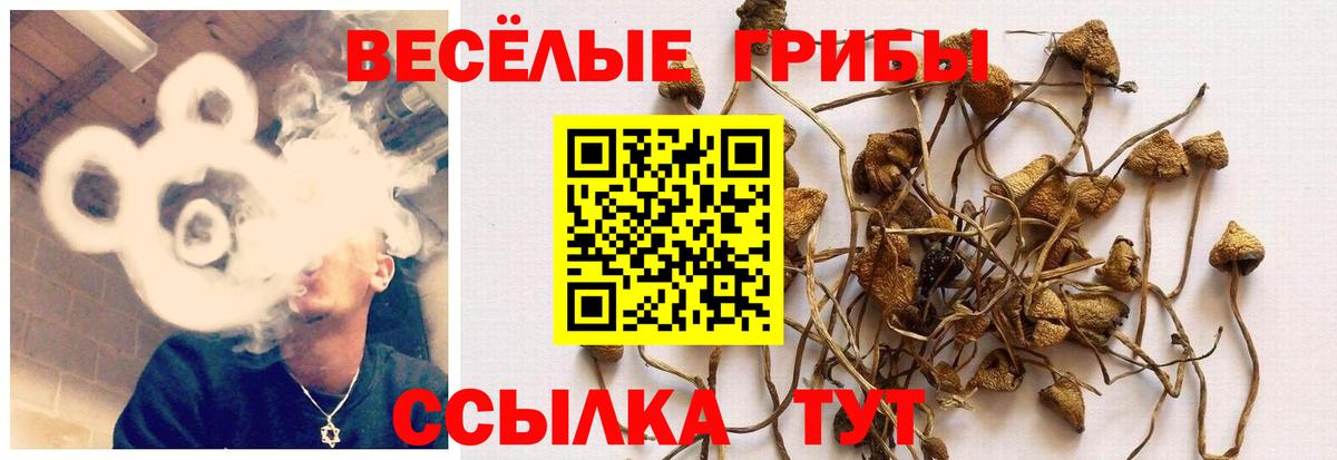 Псилоцибиновые грибы GOLDEN TEACHER Кимры